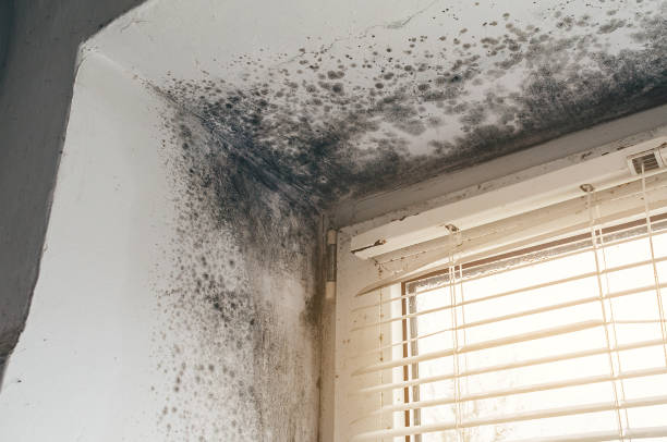 Trusted Commercial Mold Remediation service in Clinton, WA - Cheap Mold Removal