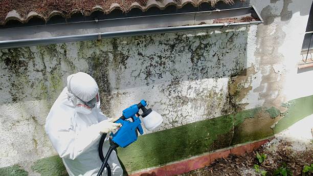 Trusted Attic Mold Removal service in Clinton, WA - Cheap Mold Removal